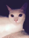 Oliver