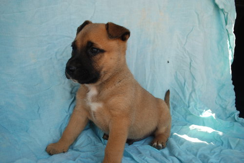 Scooby