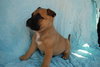 Scooby