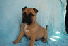 Scooby