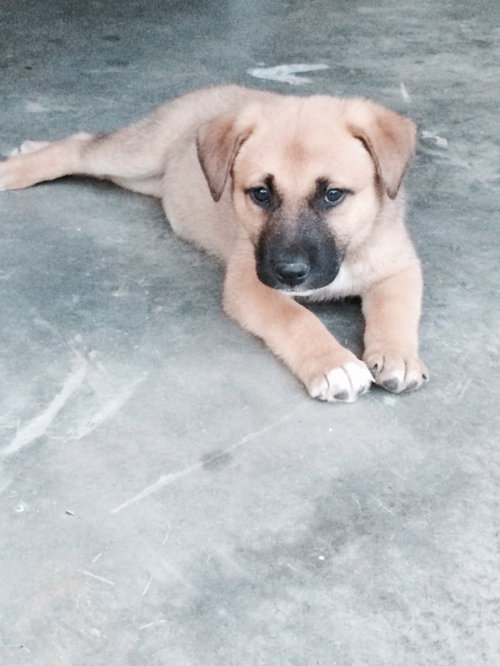 Harley