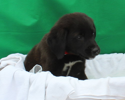 Rosie