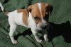 Tucker