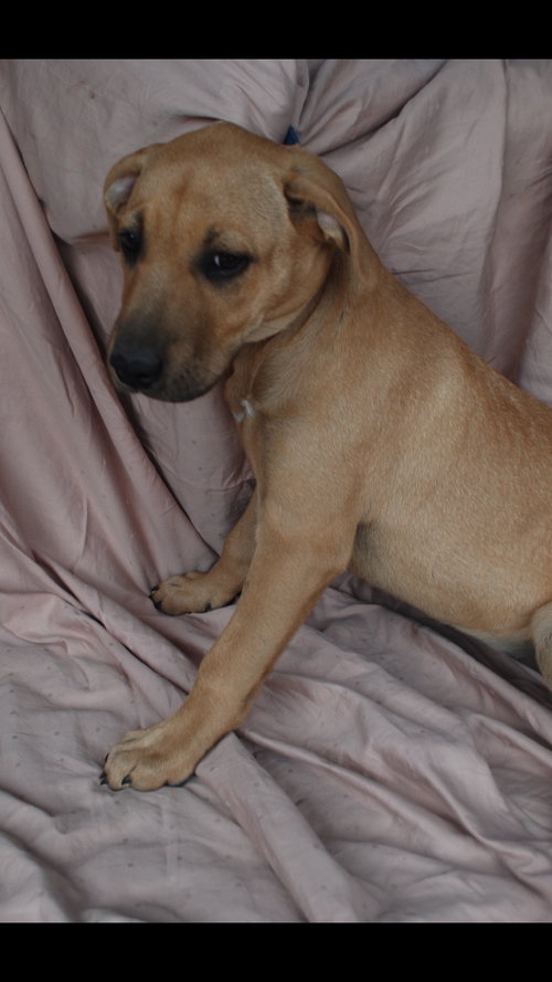 Chula