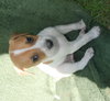 Elwood
