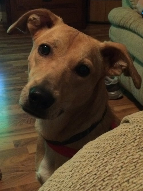 Penelope