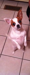 Lily