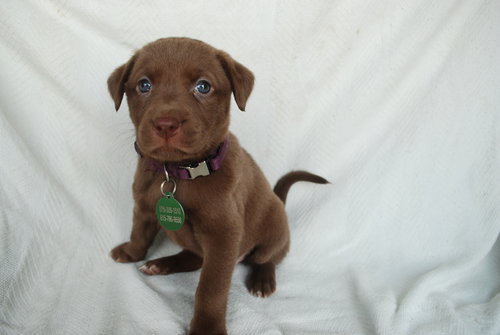 Cinnamon