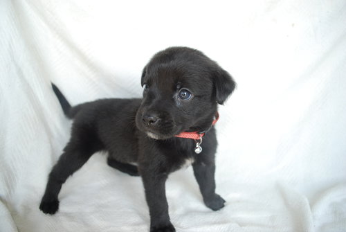 Shep
