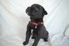 Shep