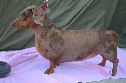 Gertie