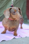 Gertie