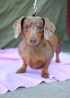 Gertie
