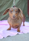 Gertie