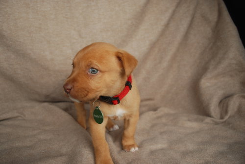 Piper