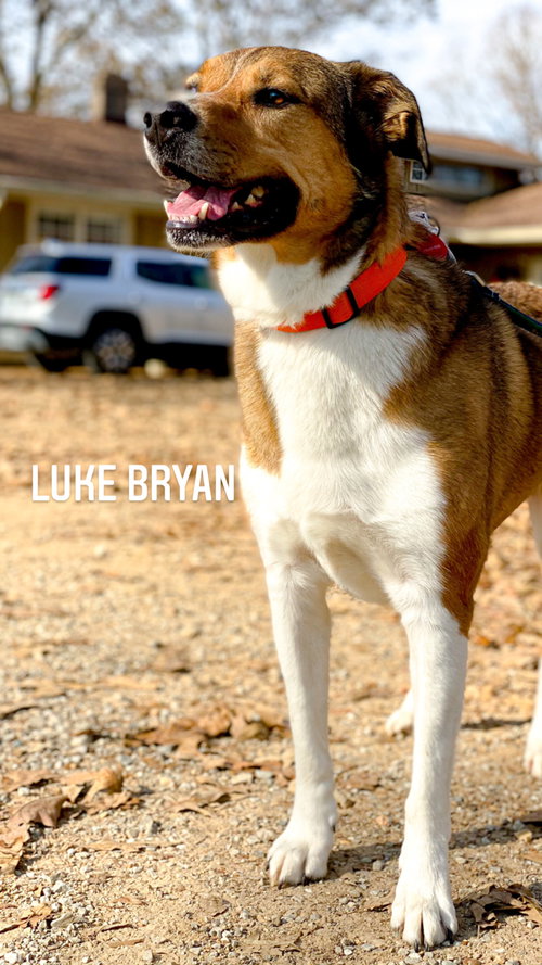 Luke Bryan