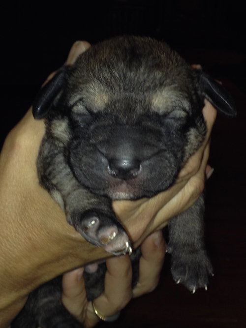 Pepper