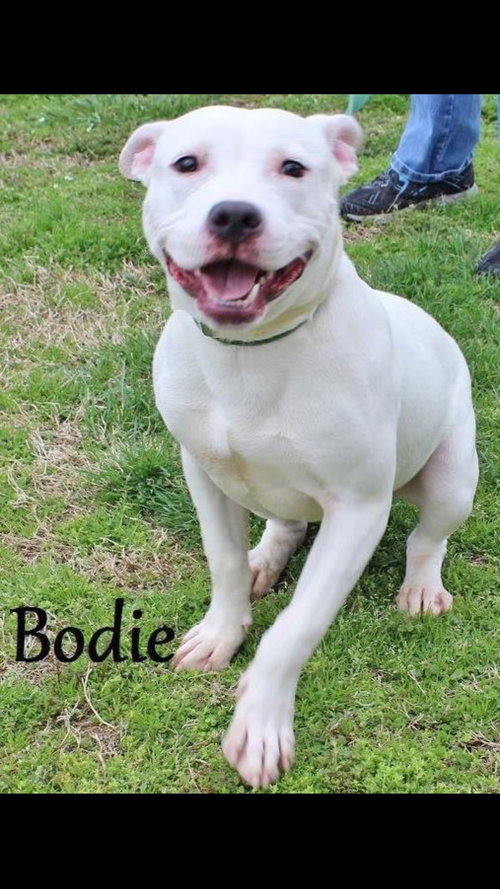 Bodie