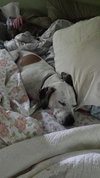 Balkie
