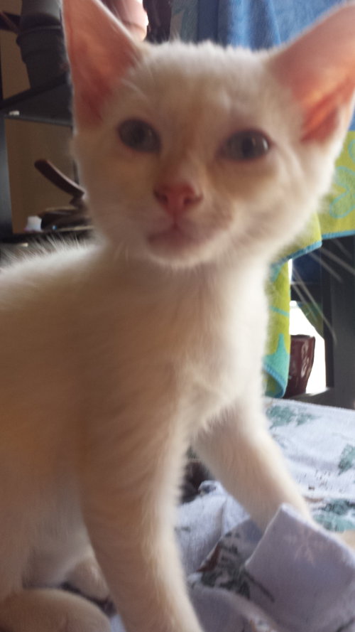 Orion