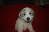 Darla