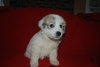 Darla