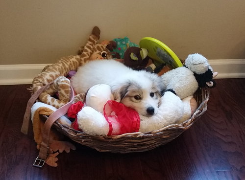 Darla
