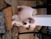 Darla