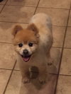 Little Buddy