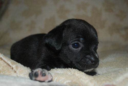 Dixie