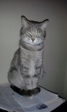Hazel