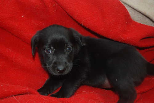 Sadie