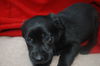 Sadie