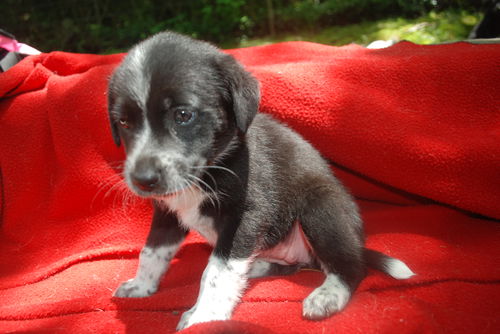 Teagan