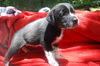 Teagan