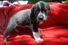 Teagan