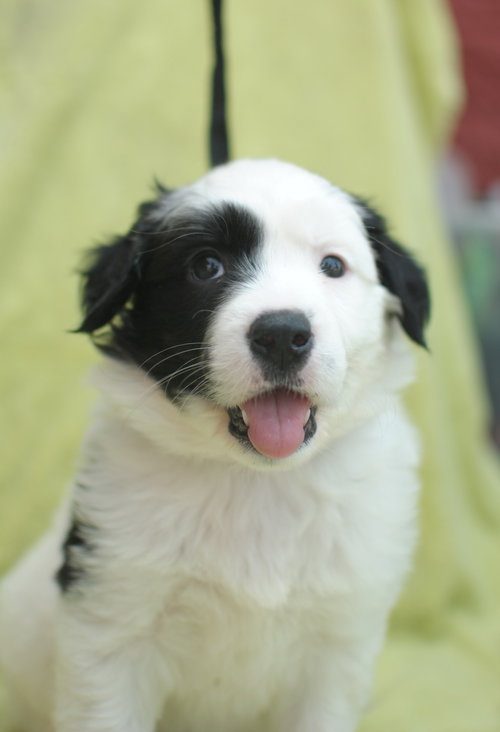 Fluffy