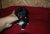 Jackson