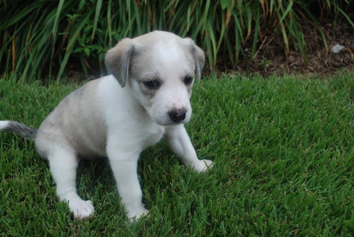 Magnolia