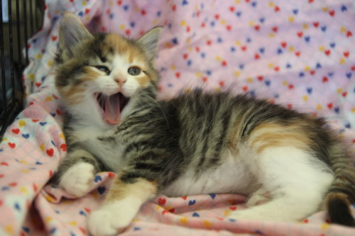 Millicent