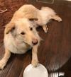 Gus