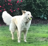 Gus