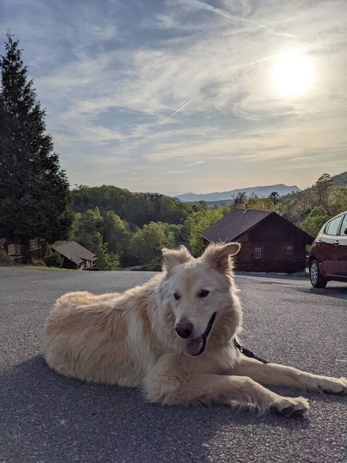 Gus