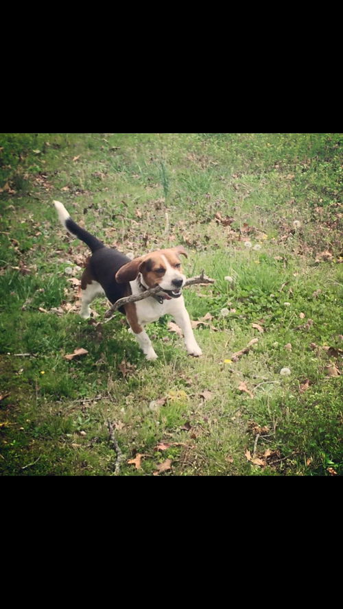 Hank