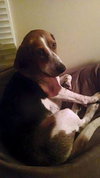 Gracie