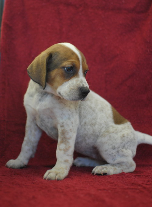 Piper