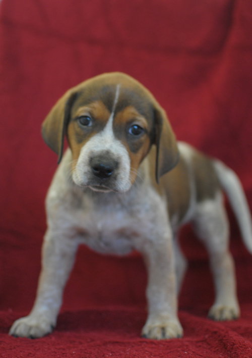 Beauregard
