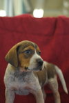Beauregard