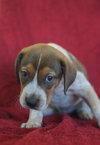 Beauregard