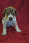 Beauregard